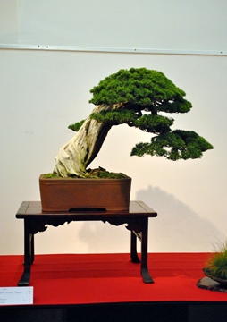 bunjin taxus cuspidata bonsai a marczika bonsai studio bonsai kiallitas arol